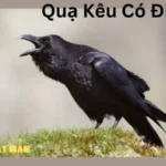 Quạ Kêu Có Điềm Gì?