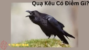 Quạ Kêu Có Điềm Gì?